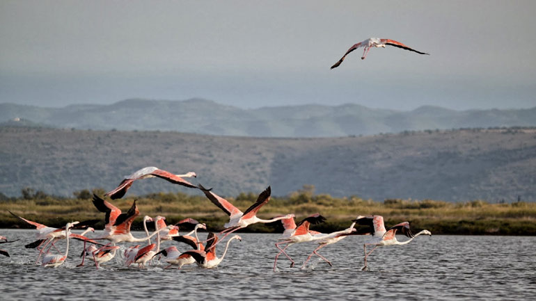 Βουλγαρία: Νεκροί από τη γρίπη των πτηνών 21 πελεκάνοι