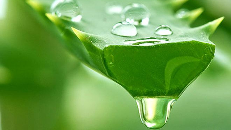 Αλόη, το ιαματικό «φυτό της αθανασίας»