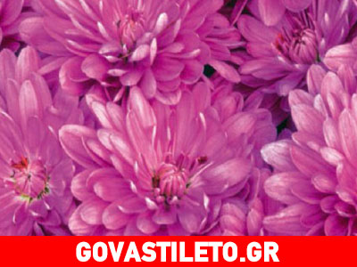 Μάσκα με χρυσάνθεμα για λαμπερό δέρμα