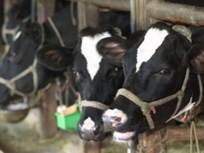 Νέο κρούσμα της νόσου του άνθρακα στην Ουγγαρία