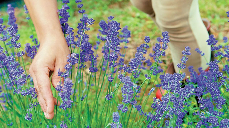 Αυξημένο ενδιαφέρον για τα φαρμακευτικά και αρωματικά φυτά