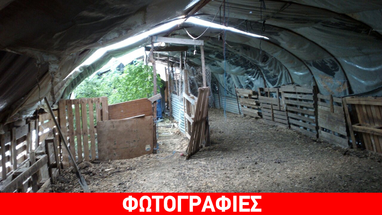 Αγρίνιο: Καλλιεργούσε δενδρύλλια κάνναβης σε στάνη