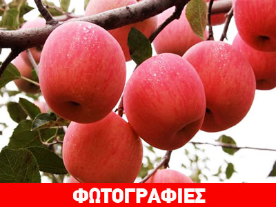 Μήλο ή αχλάδι;