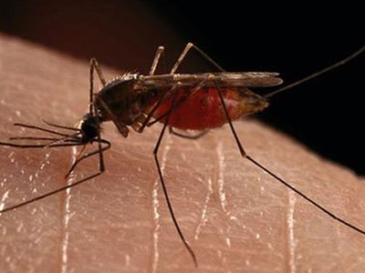 Ιαπωνία: Περισσότερα από 100 τα κρούσματα δάγκειου πυρετού