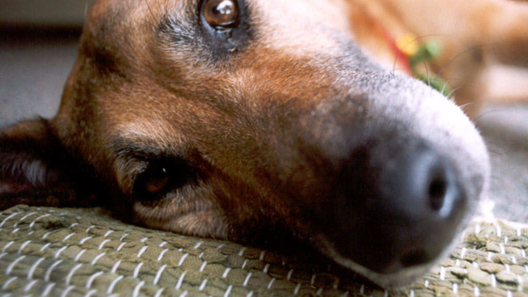 Καβάλα: Σύλληψη 68χρονου για κακοποίηση σκύλου