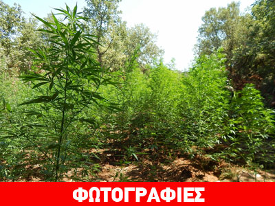 Τρεις φυτείες με 1.470 δενδρύλλια κάνναβης στο Ρέθυμνο