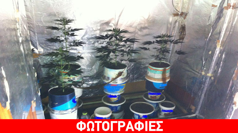 Εργαστήριο υδροπονικής καλλιέργειας κάνναβης στη Λιβαδειά