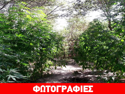 Εντοπίστηκε μεγάλη χασισοφυτεία στη Μεσσηνία