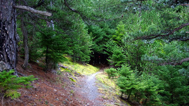 Απαγόρευση κυκλοφορίας στα δάση της Μεσσηνίας