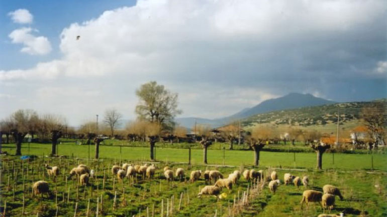 Σε κινητοποιήσεις προσανατολίζονται αγρότες και κτηνοτρόφοι