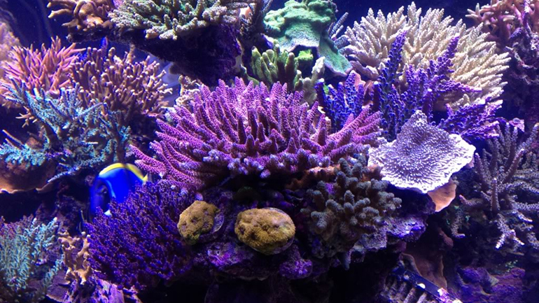 Επιδημία στα κοράλλια: Χάνουν τα χρώματά τους και πεθαίνουν