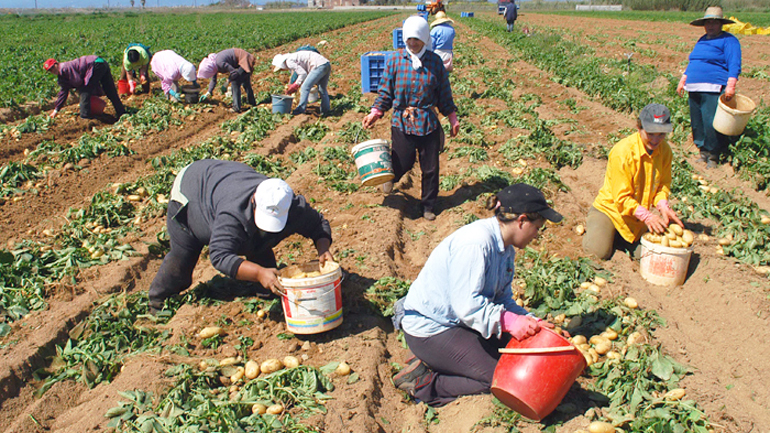 Νέα προγράμματα 111 εκατ. ευρώ για αγρότες ανακοίνωσε η Κομισιόν