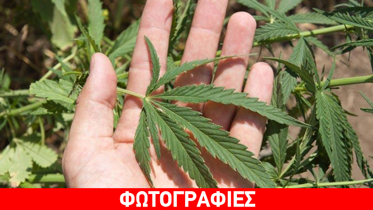 Εντοπίστηκαν δύο φυτείες κάνναβης στη Μεσσηνία