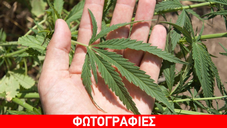 Λάρισα: Συνελήφθη 64χρονος για καλλιέργεια κάνναβης