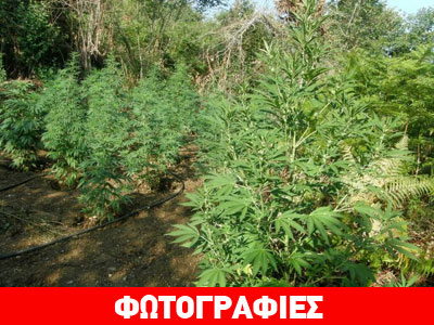 Εντοπίστηκε χασισοφυτεία στην Άρτα