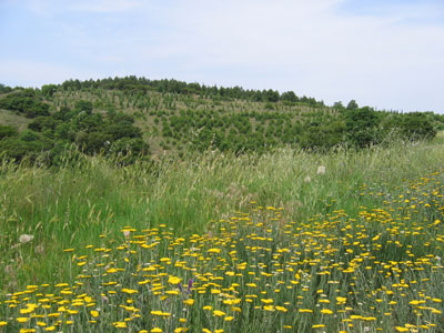 Ξεκινά η διάσκεψη του ΟΗΕ για τη βιοποικιλότητα