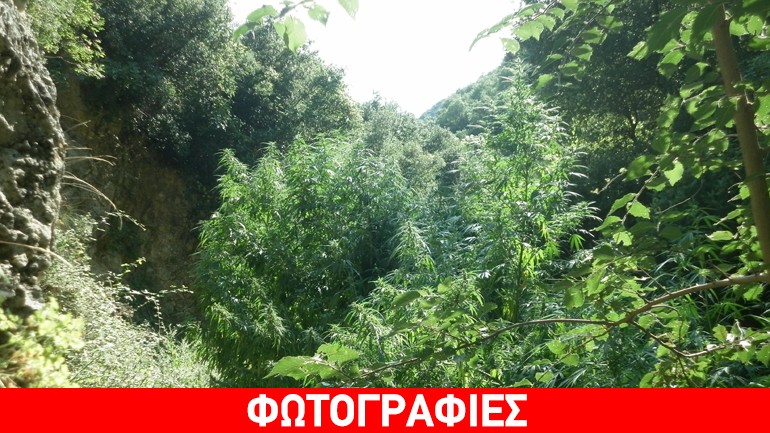 Εντοπίστηκε χασισοφυτεία στην Κοζάνη