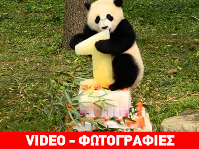 Η Bao Bao έγινε ενός έτους!