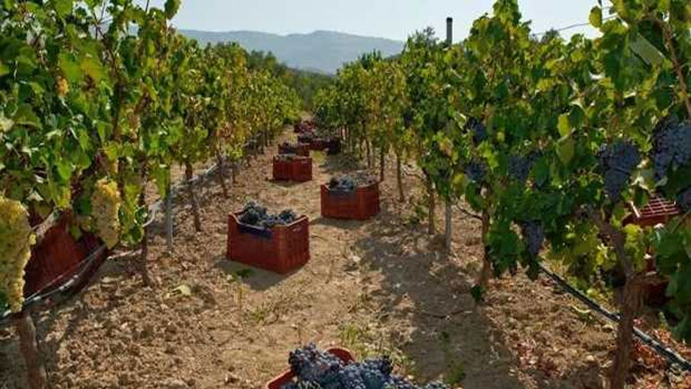 Αύξηση 3% στις τιμές γεωργικών και κτηνοτροφικών προϊόντων τον Ιούνιο