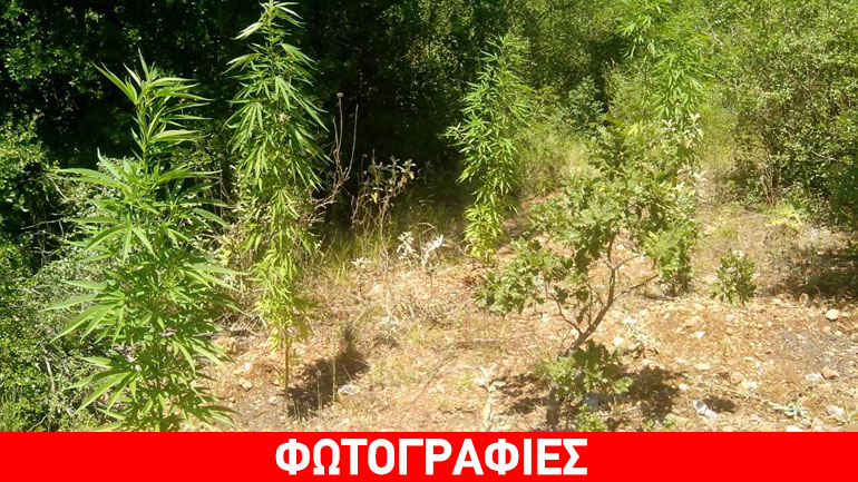 Εντοπίστηκε χασισοφυτεία σε δύσβατη περιοχή στο Αγρίνιο