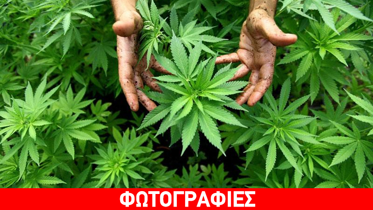 Αιτωλοακαρνανία: Εντοπίστηκε χασισοφυτεία σε απόκρημνη δασική περιοχή