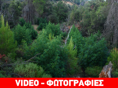Εντοπίστηκε χασισοφυτεία στην Πάρνηθα