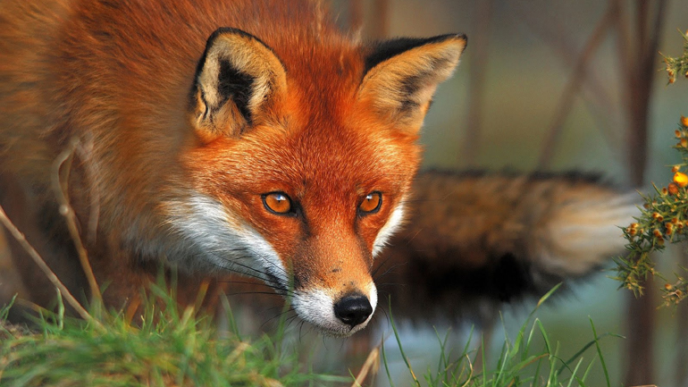 Έβρος: Μαζική δηλητηρίαση ζώων με κυάνιο