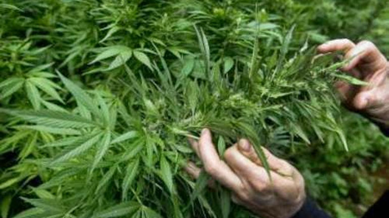Ηράκλειο: Καλλιεργούσε κάνναβη στο χωράφι του