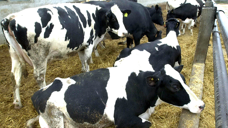 Κρούσμα οζώδους δερματίτιδας στη Χαλκιδική