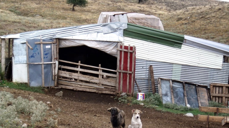 Ηράκλειο: Έκρυβε όπλα στο ποιμνιοστάσιό του