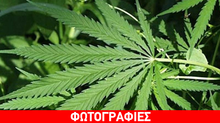 Μαλακάσα: Πότιζαν χασισοφυτεία από το δημοτικό δίκτυο ύδρευσης