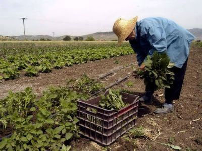 Ξεκινά την Τρίτη η πληρωμή της ενιαίας ενίσχυσης προς τους αγρότες
