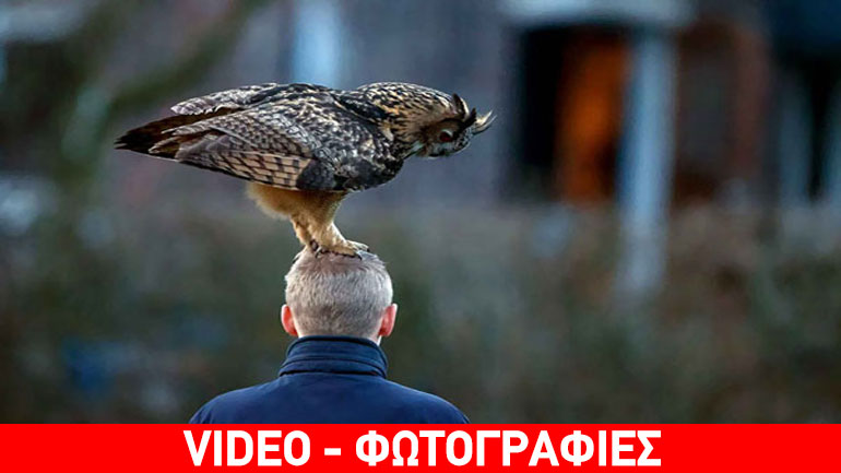 Η… παράξενη κουκουβάγια της Ολλανδίας!