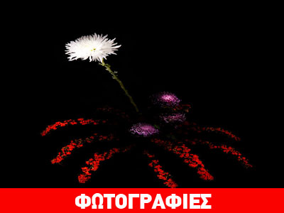 Λουλούδια σαν… πυροτεχνήματα!