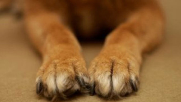 Βόλος: Συνελήφθη 59χρονος για κακοποίηση σκύλου