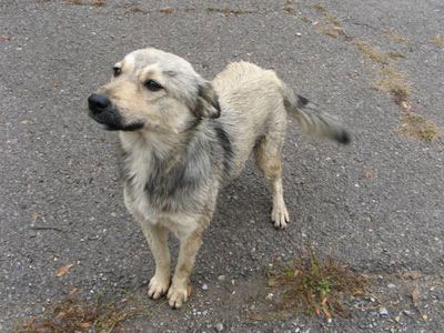 Συνελήφθη 55χρονος που χτύπησε με ξύλινη ράβδο αδέσποτο σκυλάκι