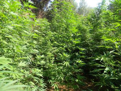 Εντοπίστηκε χασισοφυτεία στην Αρκαδία Εντοπίστηκε χασισοφυτεία στην Αρκαδία