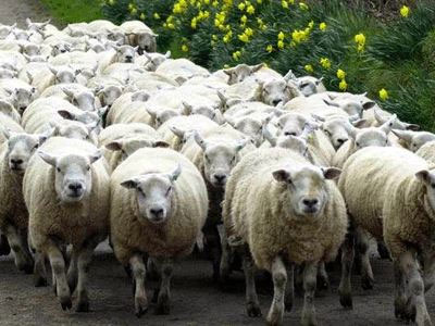 Σε ύφεση η επιδημία καταρροϊκού πυρετού στη Βουλγαρία