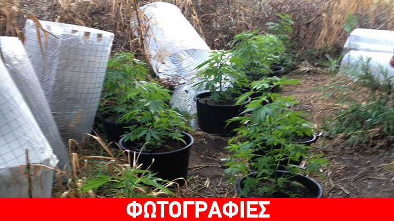 Μεσολόγγι: Καλλιεργούσε κάνναβη σε ρεματιά