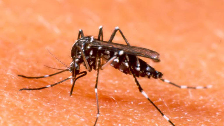 Χανιά: Μέτρα για την καταπολέμηση των κουνουπιών