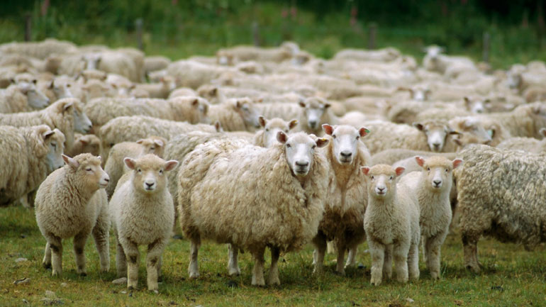 Βουλγαρία: Εμβολιάζουν ζώα κατά του άνθρακα στη Βάρνα