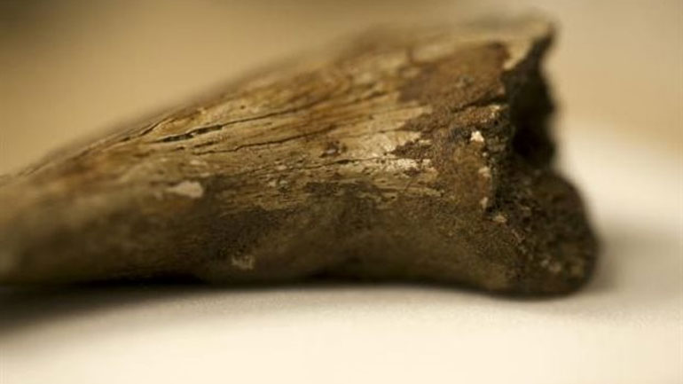 Απομεινάρια κυττάρων αίματος και κολλαγόνου σε απολιθωμένα οστά δεινοσαύρων