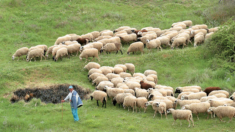 Εγκρίθηκε η συνδεδεμένη ενίσχυση σε κτηνοτρόφους