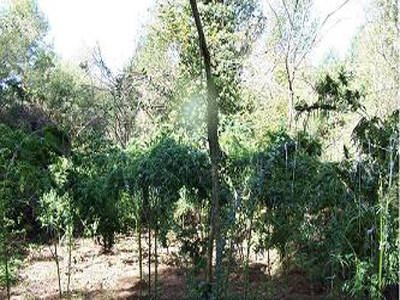 Εξαρθρώθηκε κύκλωμα ναρκωτικών στην Αρκαδία Εξαρθρώθηκε κύκλωμα ναρκωτικών στην Αρκαδία