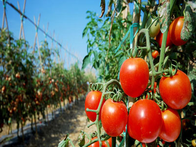 Καταδίκη επτά ατόμων για απάτη με εικονικές καλλιέργειες ντομάτας