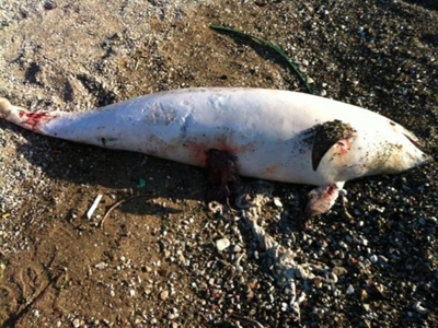 Νεκρό δελφίνι ξεβράστηκε στο Ρίο