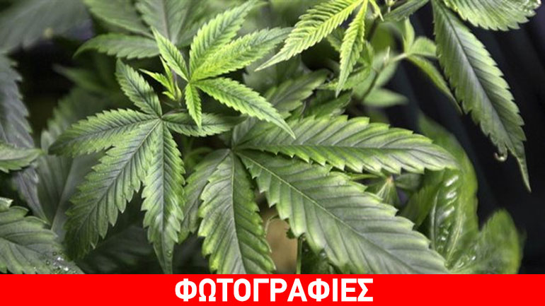 Δύο συλλήψεις για καλλιέργεια κάνναβης στον Έβρο