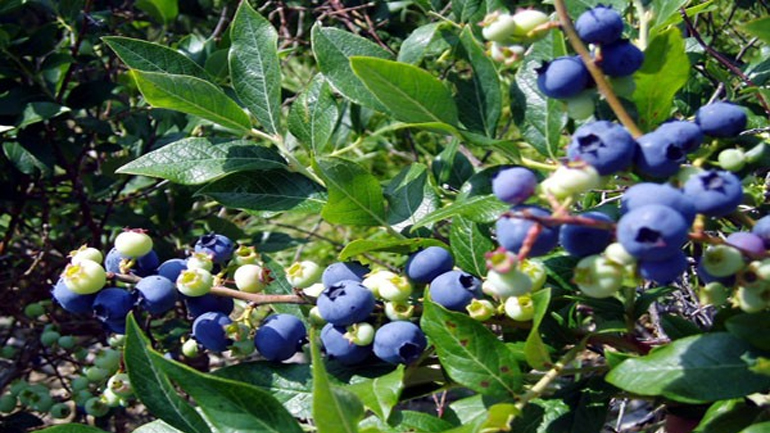 Ελάχιστοι παραδοσιακοί παραγωγοί ασχολούνται με τα «superfruits»