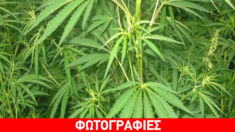 Πέλλα: Καλλιεργούσε κάνναβη στην αυλή του σπιτιού του