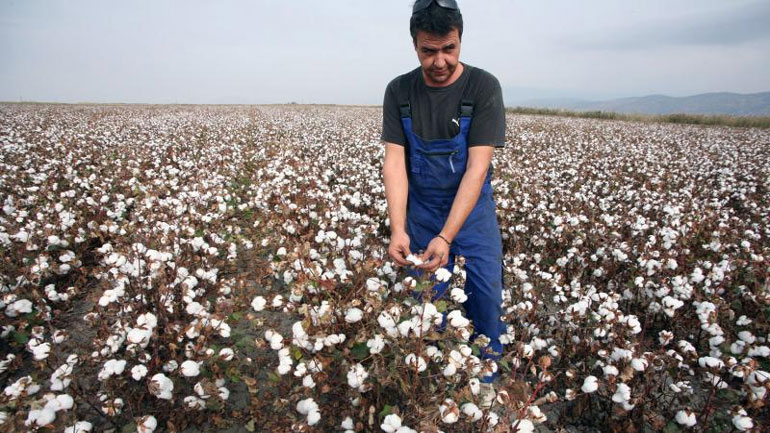 ΥΠΑΠΕΝ: «Άμεσα οι ενισχύσεις στους βαμβακοπαραγωγούς»